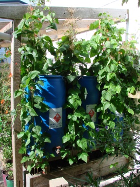 The back side of the lean to. Runner beans and a tap. The tanks are connected via a siphon over the tops.