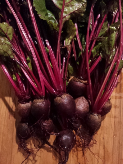 Thinned summer sown beets
