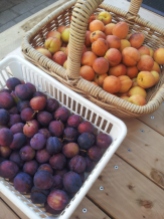 Angelina Burdett plums and Moorpark apricots